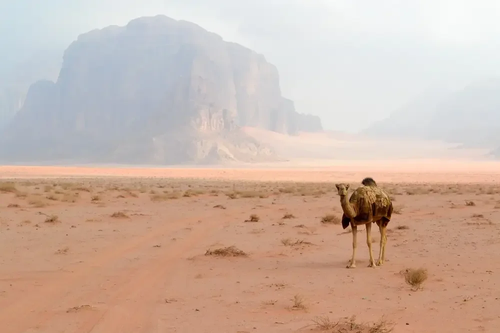 Wadi Rum Desert Camel