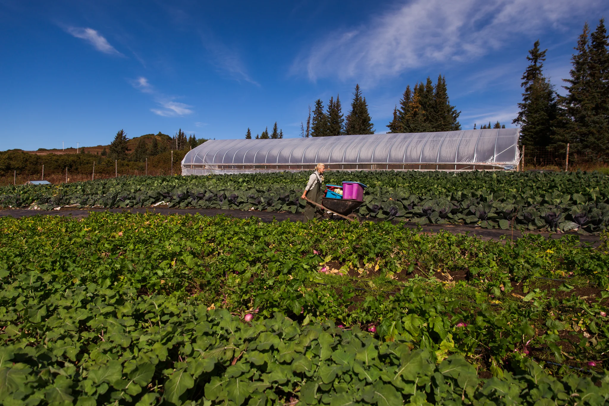 'Little Emily' works at Emily Garrity's Twitter Creek Garden. Photo by K.Boone for the Kenai Peninsula Food Hub. 