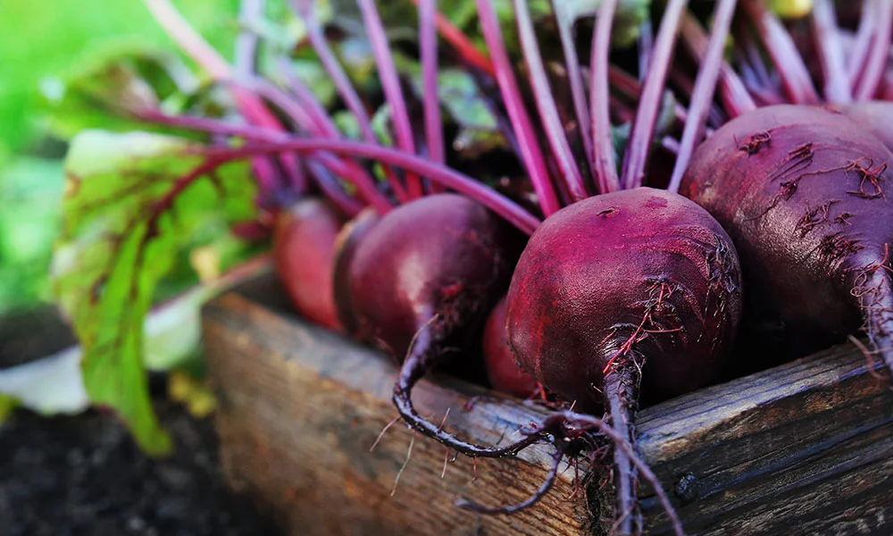 beetroot_photo.jpg