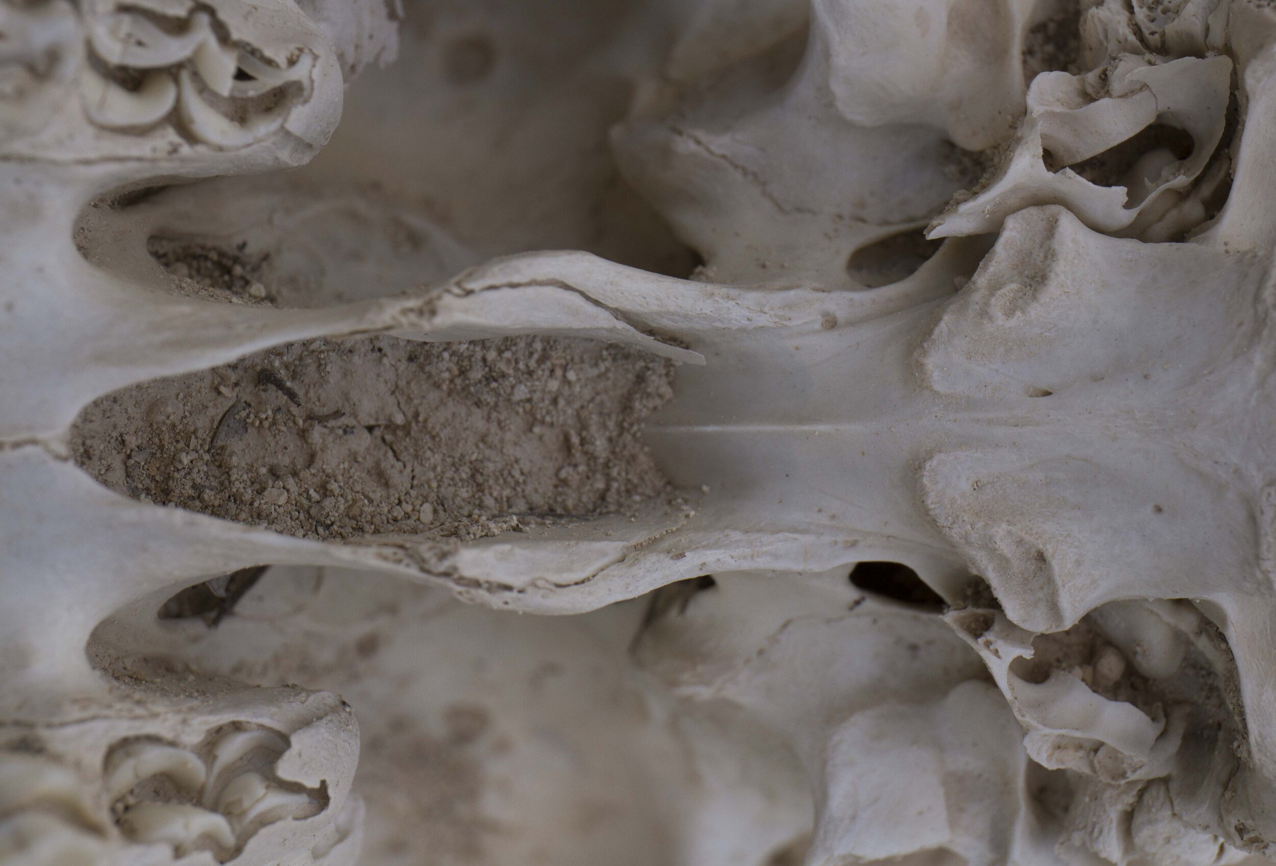 macrocosmos_skull33.jpg