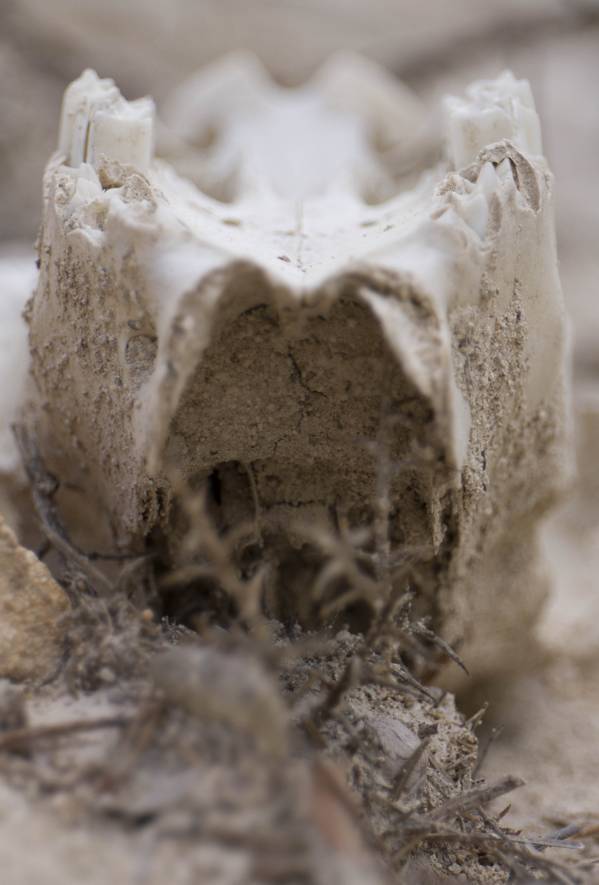 macrocosmos_skull30.jpg