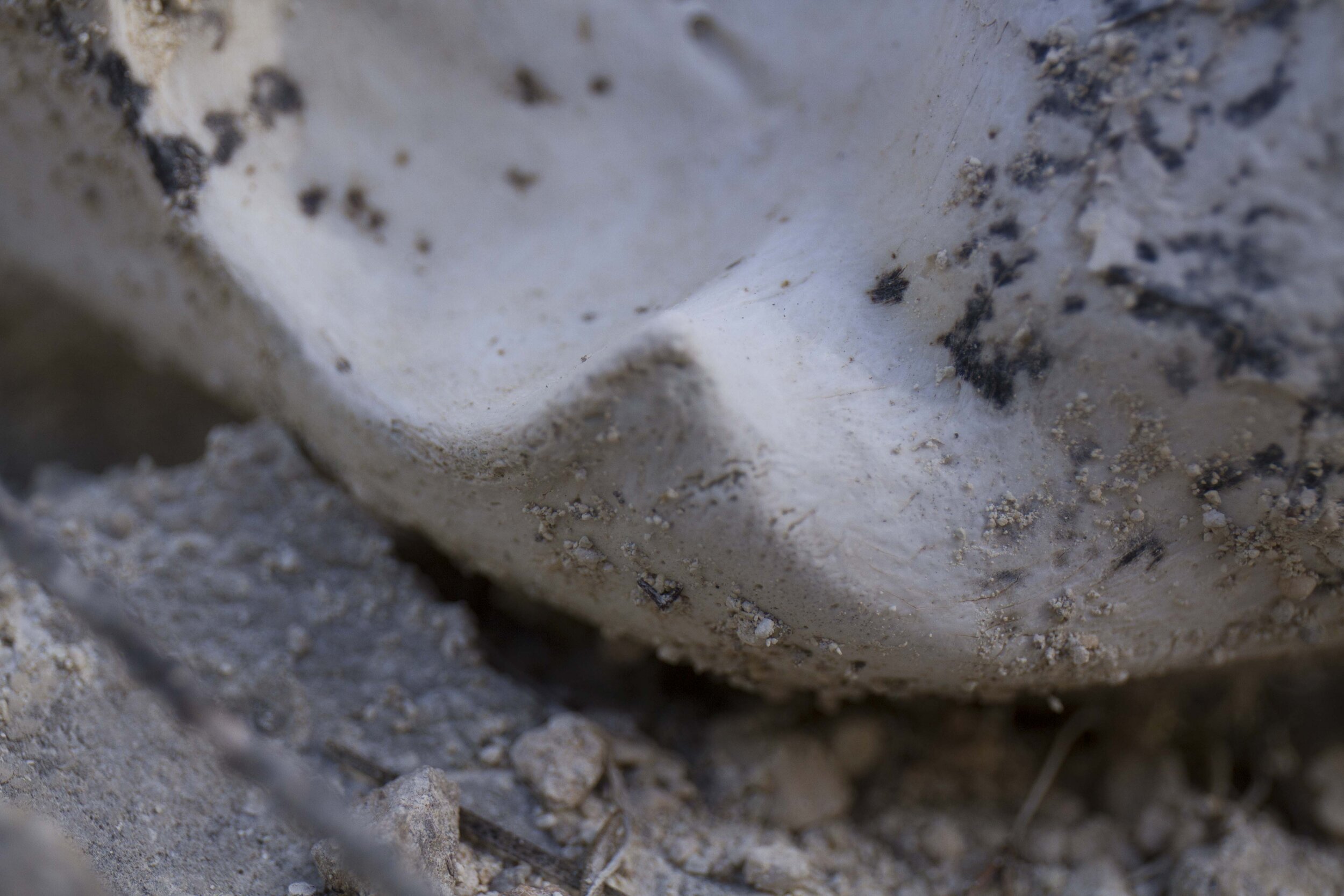 macrocosmos_skull24.jpg
