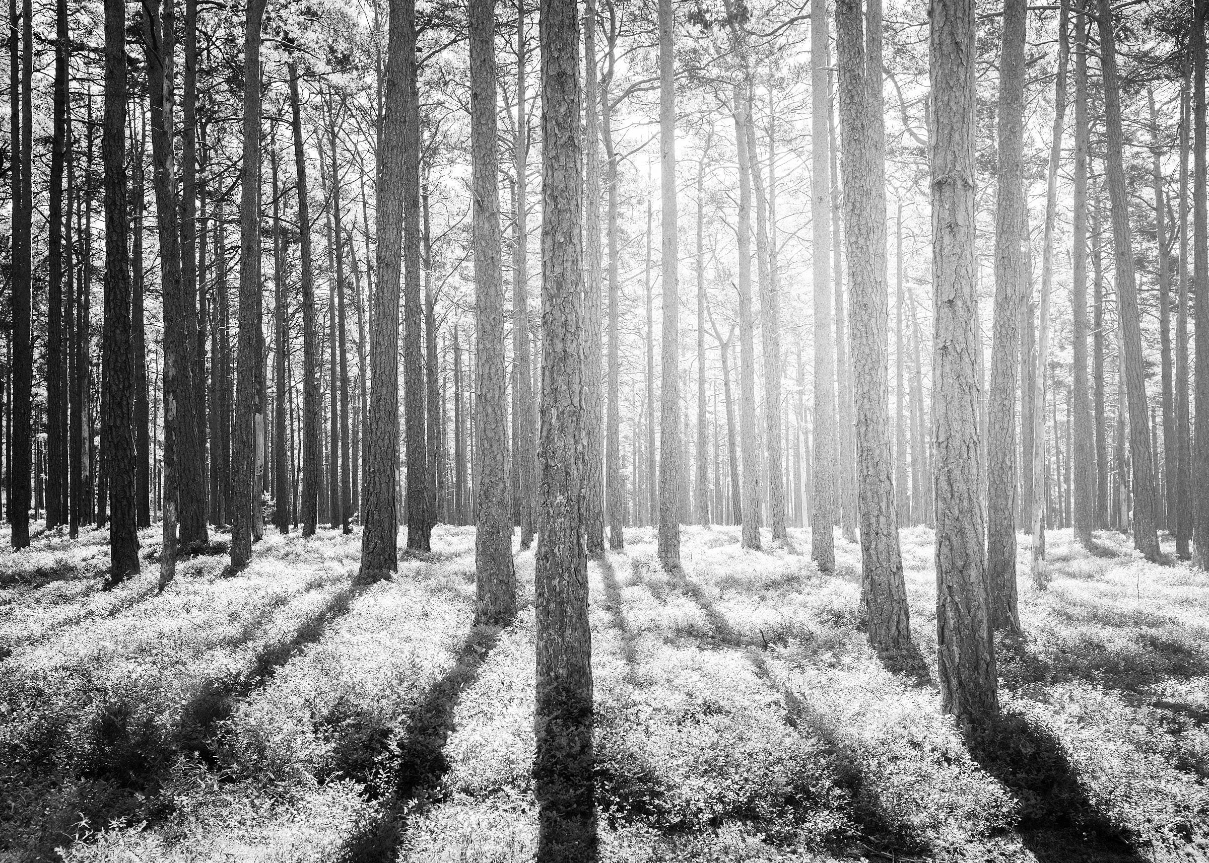 Portfolio_421_Landscape Scandinavian Forest DSC0580_KRISTOFER SAMUELSSON PHOTOGRAPHY.jpg