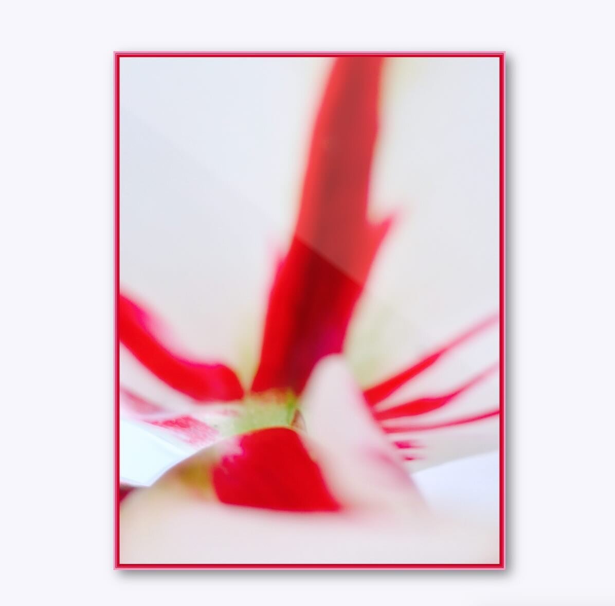 &lsquo;no title&lsquo; - photography

#tulips #tulip #photography #art #artphotography #arte #artist #breitfusseva #artcollector #artgallery #artlover #artcurator #artstudio #artcollective #artforyourhome #artforthehome #artforinteriors #artforthesou