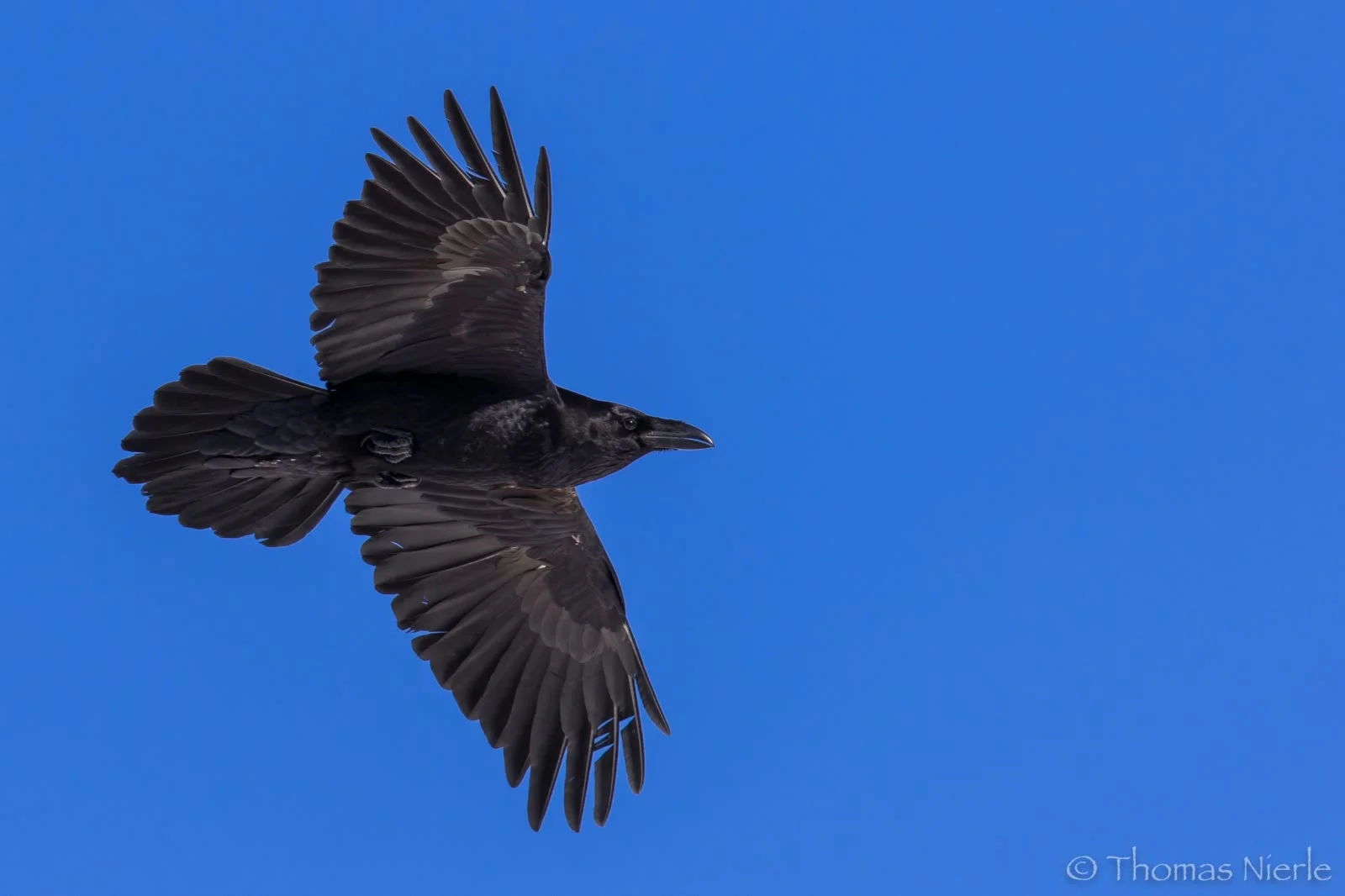 Common raven, Grand corbeau, Kolkrabe