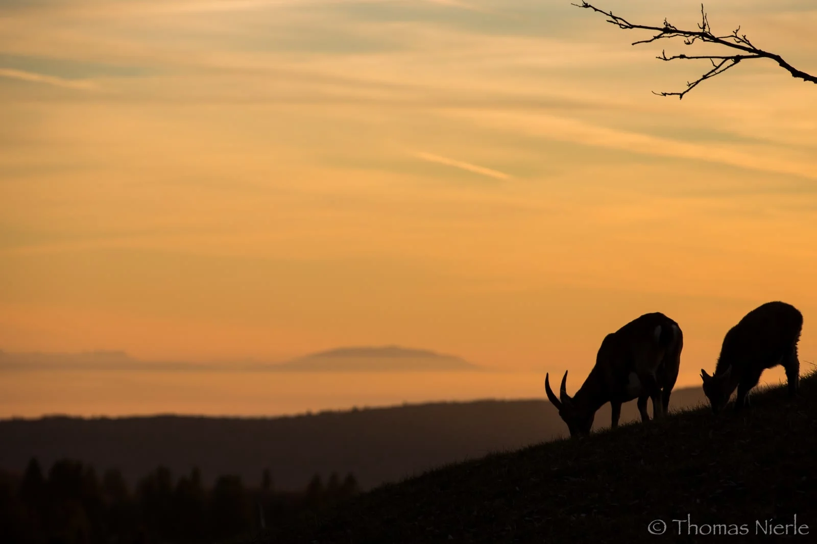 Alpin ibex, Bouquetin des Alpes, Alpensteinbock