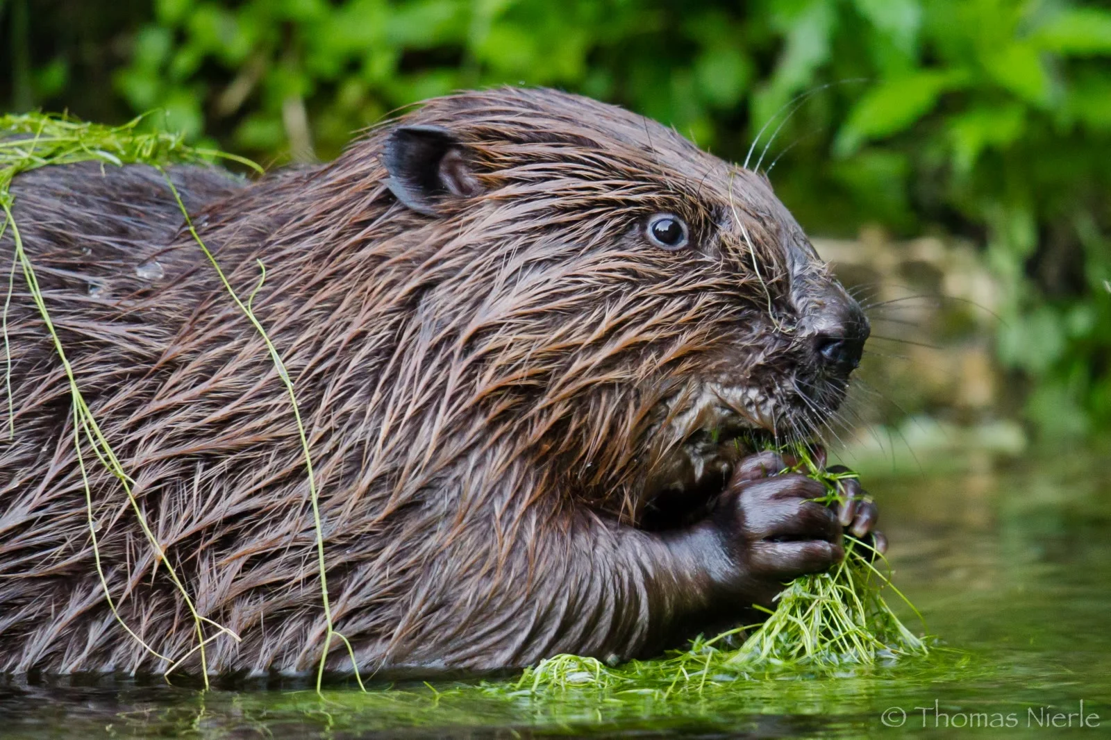 Eurasian beaver, Castor d'Europe, Europäischer Biber