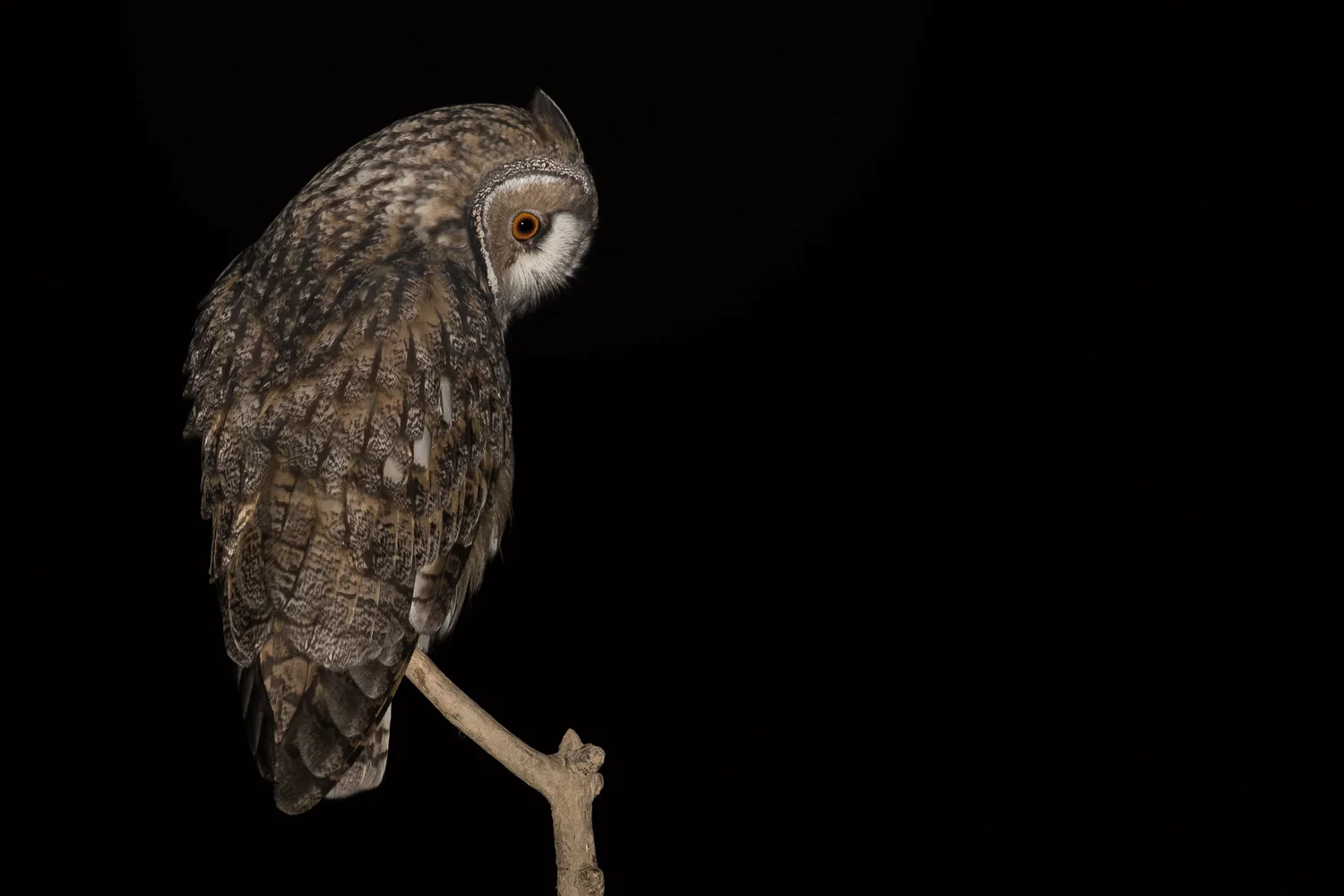Hibou moyen-duc - Long-eared owl - Waldohreule