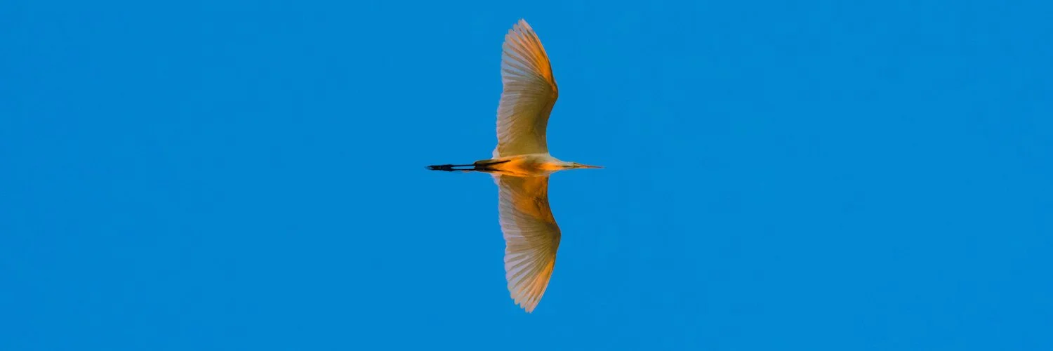 Mike Eisen on the sharing of information if other scientists have been gagged