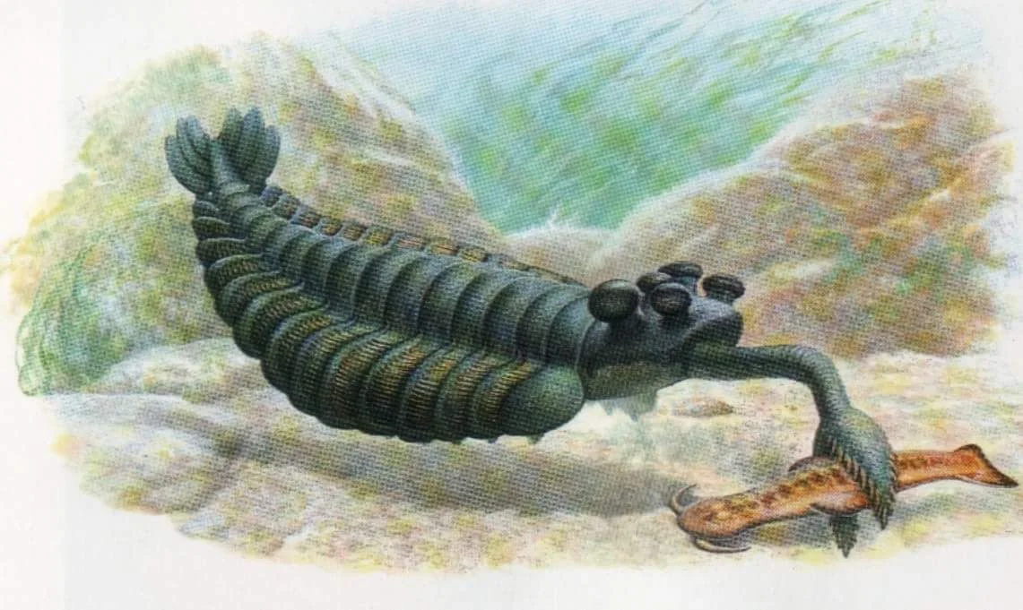 Evolution's Big Bang and Coding Theory