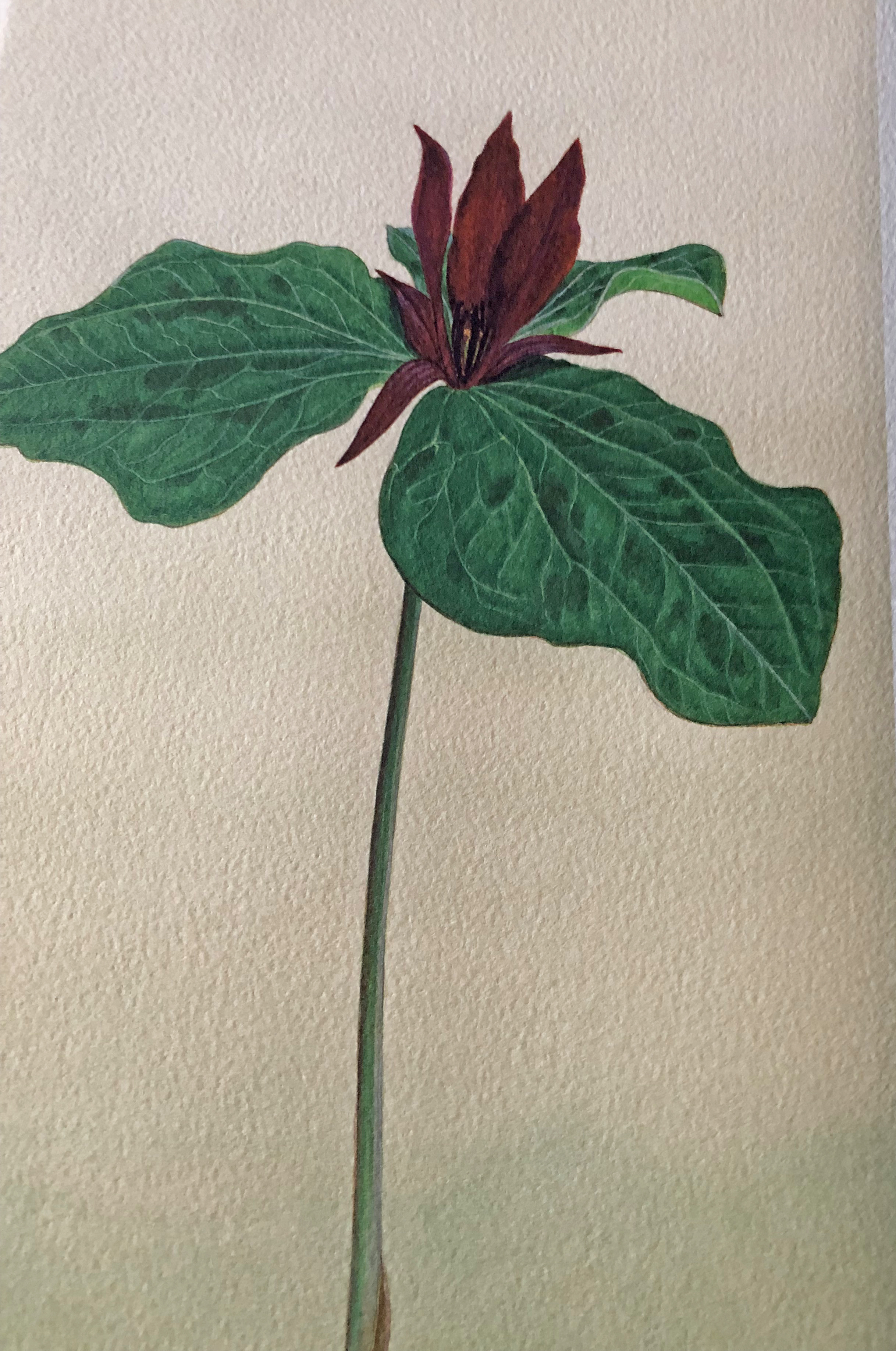 24 wildflower paintings by Herbert Dengler