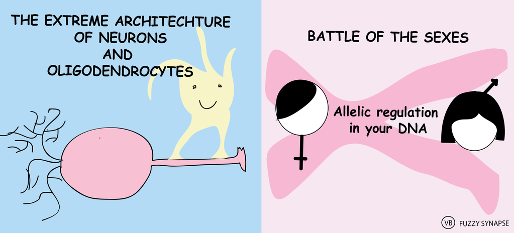 Oligodendrocytes and alleles.png