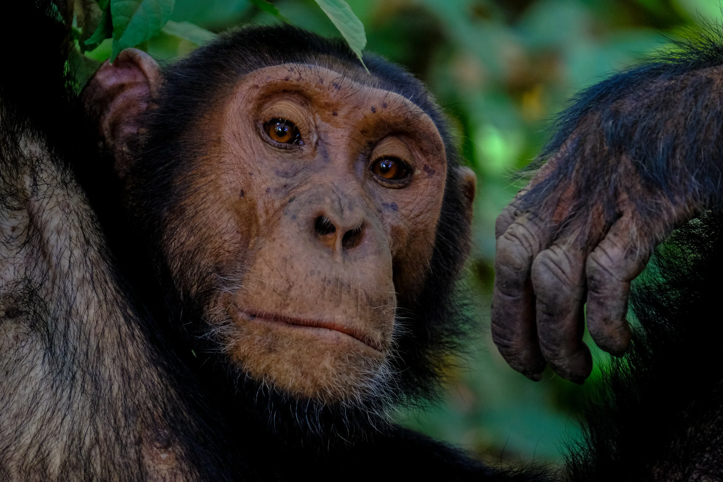 Pints and Primates