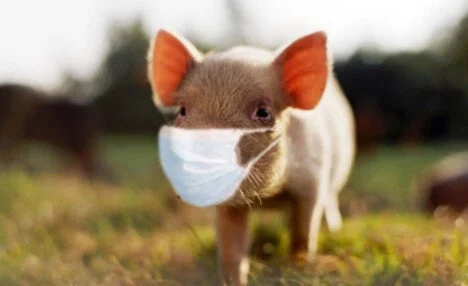 Flu Season