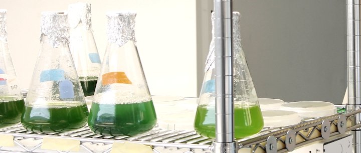 Taste of Algae