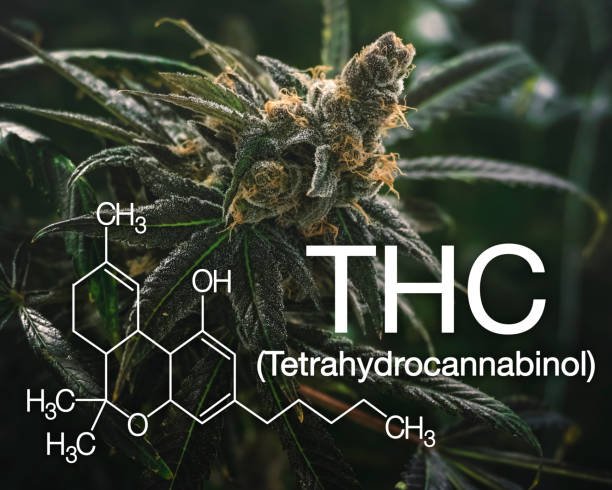 Get Stoned on Science