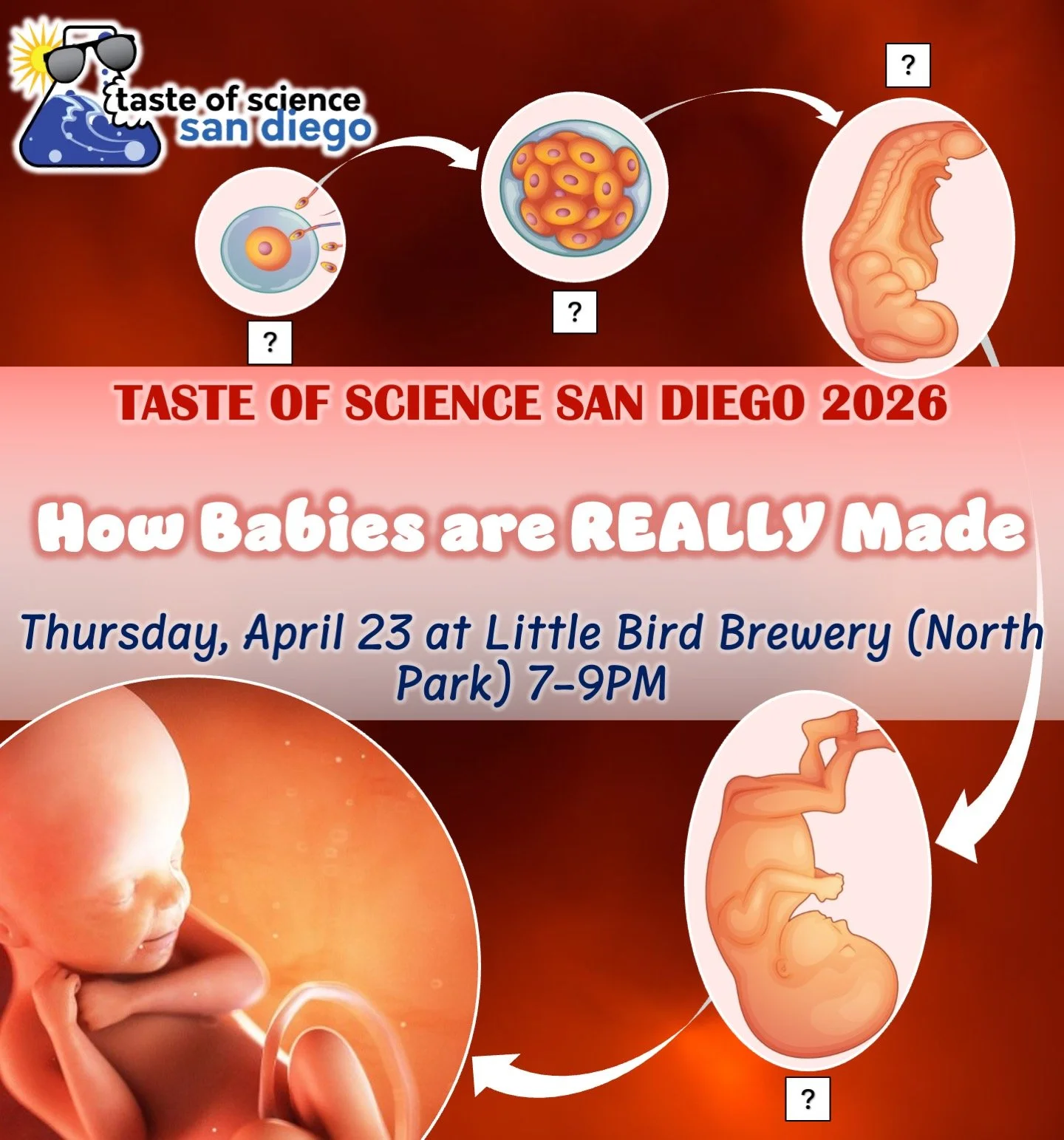 How Babies are REALLY Made