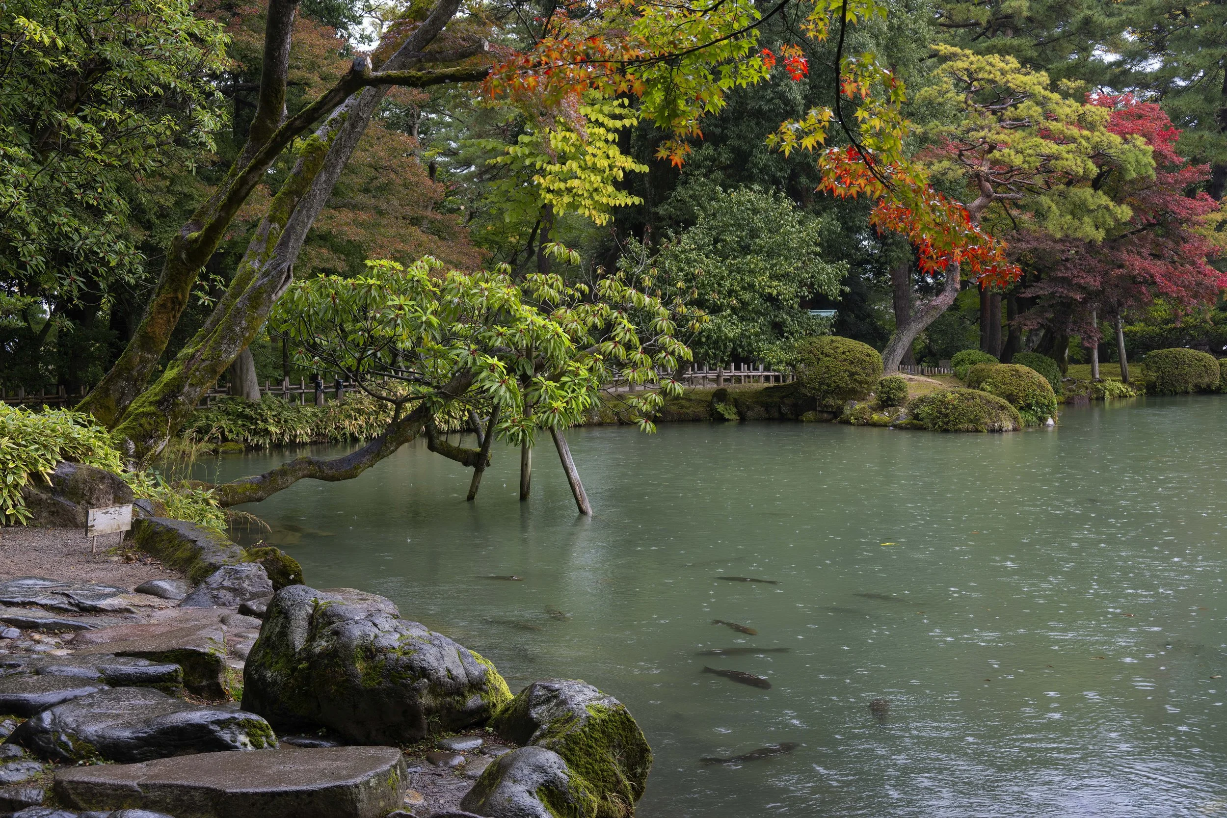 Pond-Koi-Rain