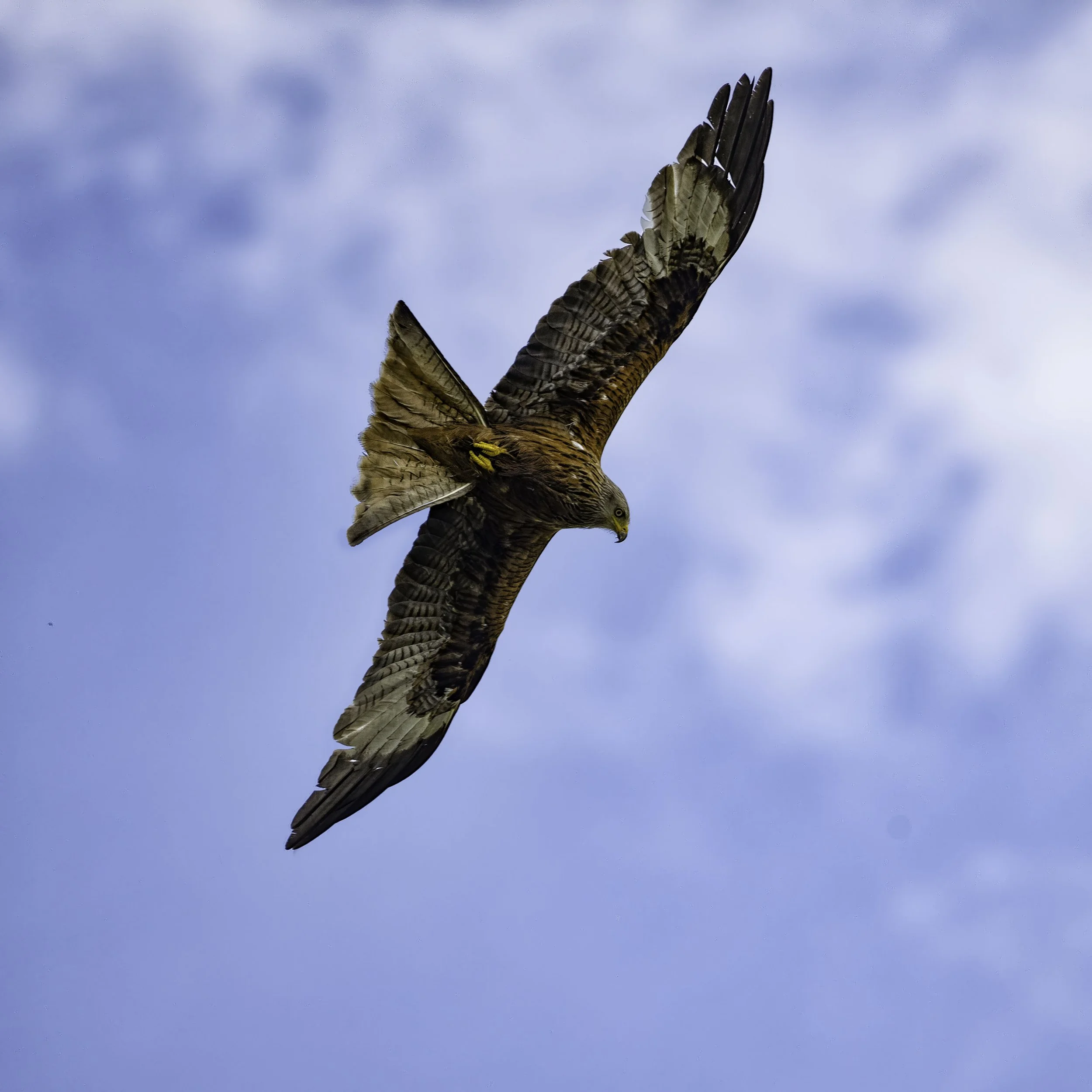 Red Kite
