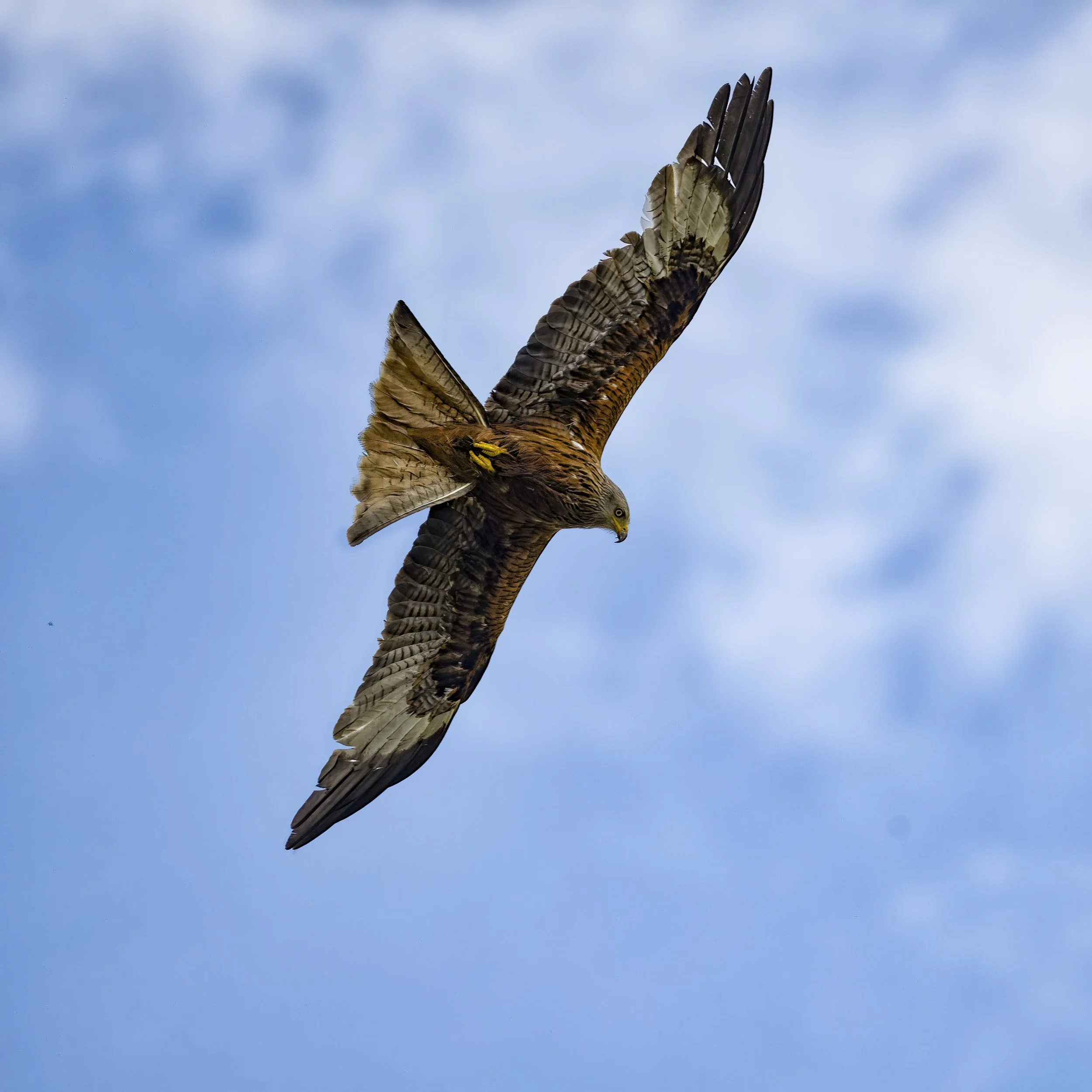 Red Kite Flypast