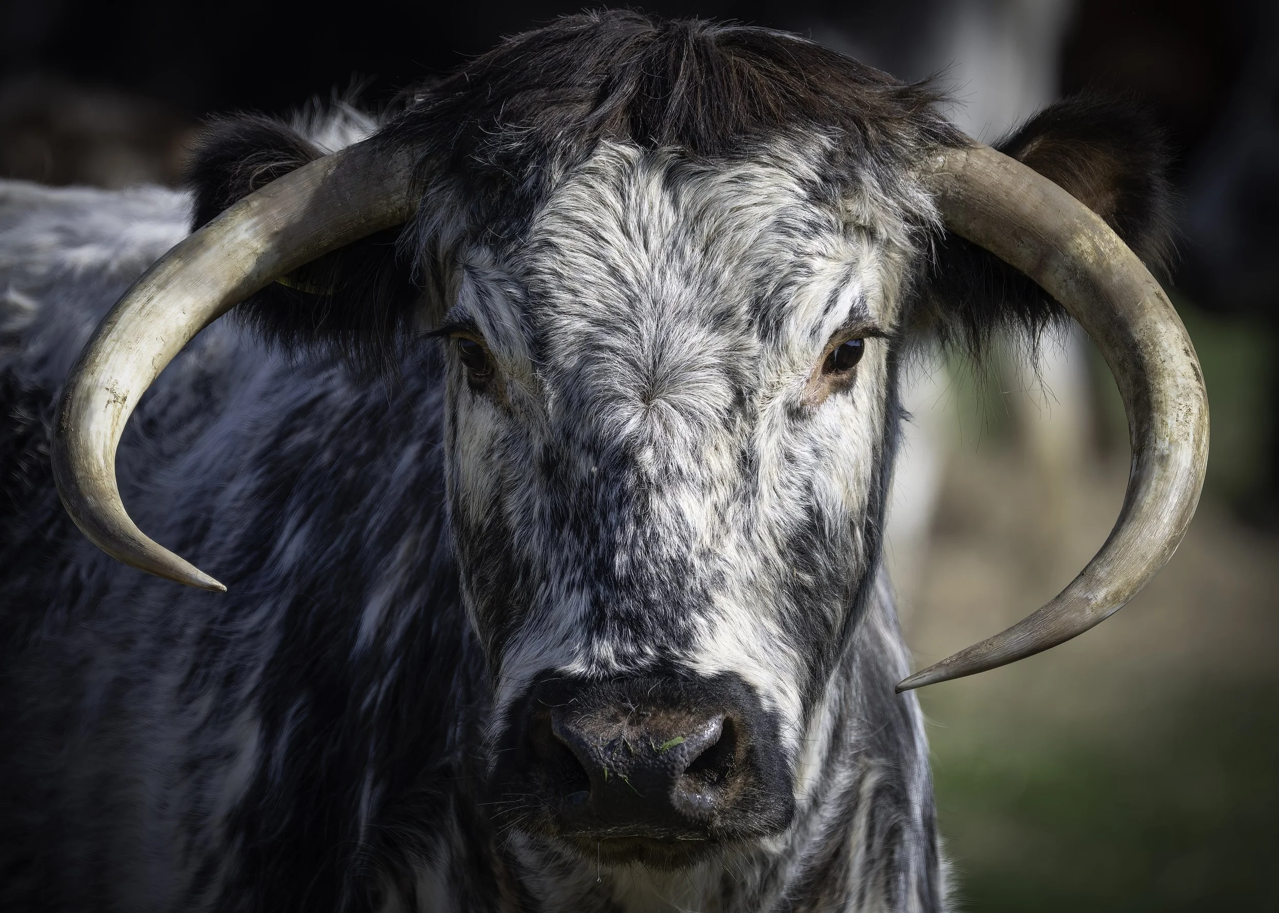 English Longhorn