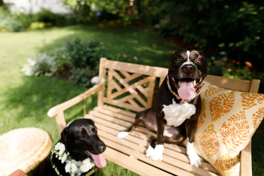 Philly Area Backyard LGBTQ Micro Wedding 1.jpg