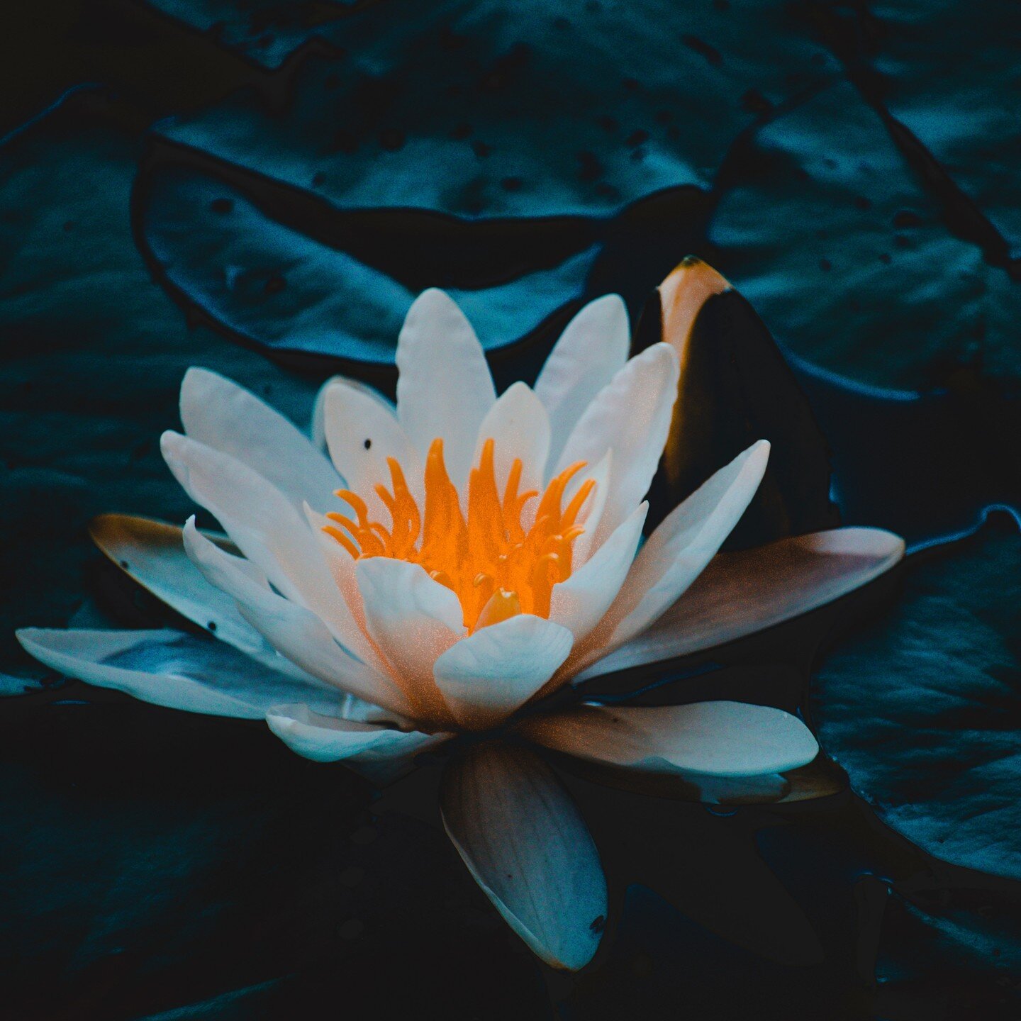 No mud, no lotus, by Thich Nhat Hanh, is a fascinating book that offers a fresh perspective on suffering as the mud for the flowering of our biggest happiness. The better we learn how to suffer, the happier we can become. One of the keys is to distin