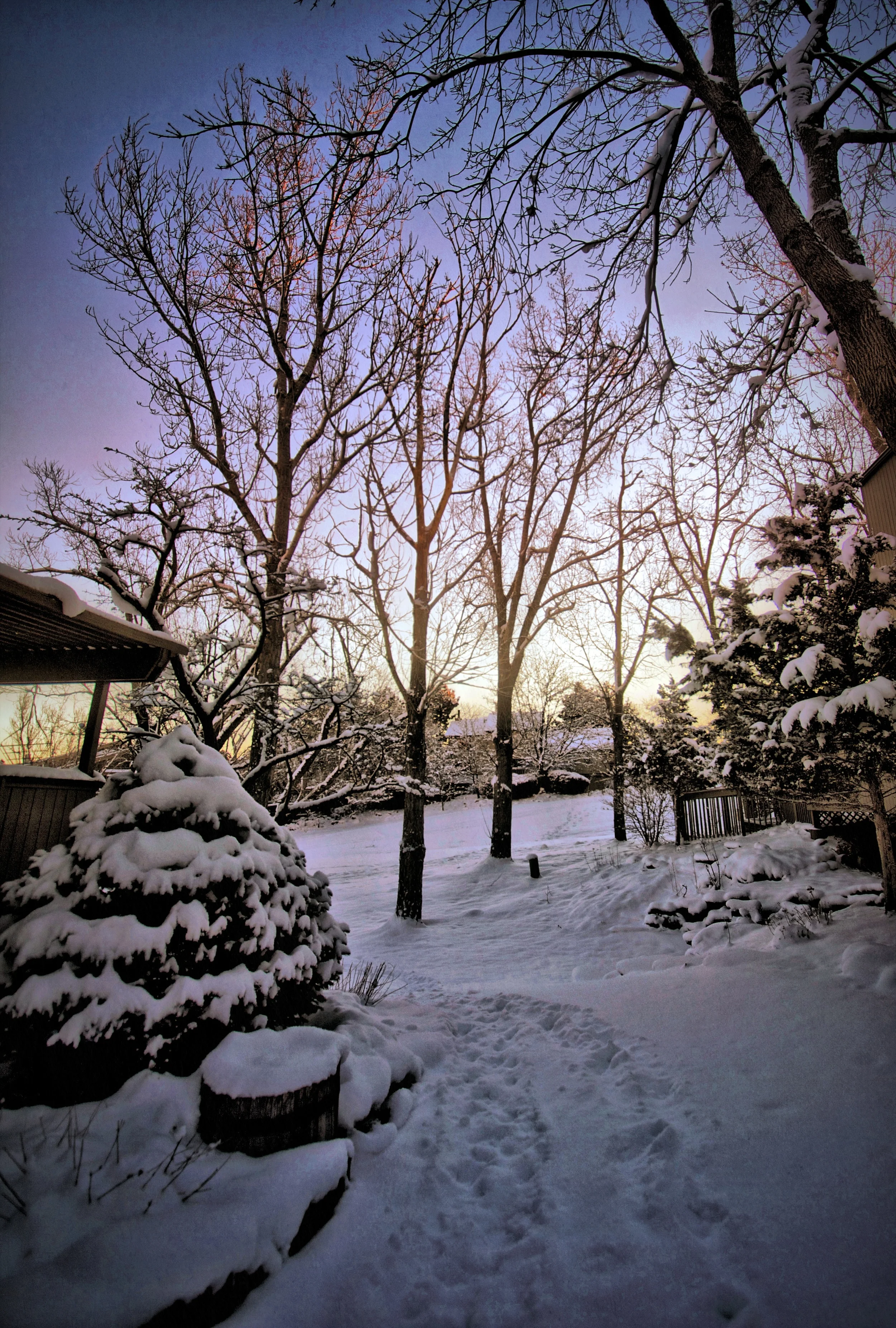 tree-house.jpg