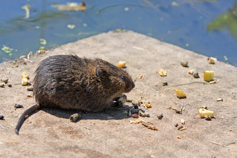 canva-rat,-water-rate,-rodent,-pest,-nature,-food,-eat-MACZWEndc1c.jpg