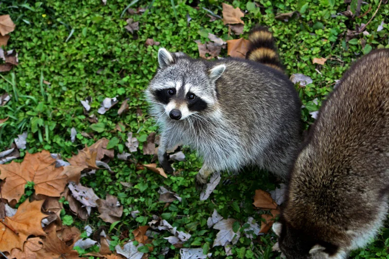 canva-raccoon,-masked,-animal,-wildlife,-wild,-zoology-MAC1LaKaHsc.jpg