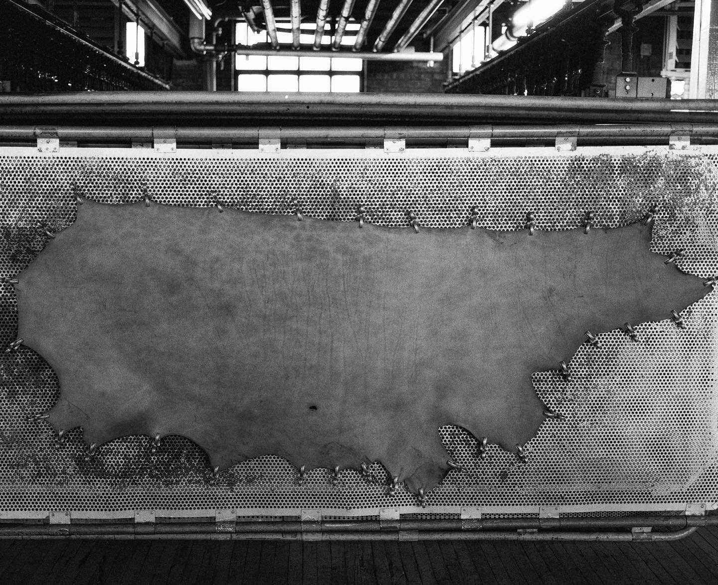 A side of leather drying in the toggle room. Toggling yields a product with less stretch than regular air-drying, since the toggles hold the leather and limit the amount it can shrink. This method results in a finished product with pronounced grain.