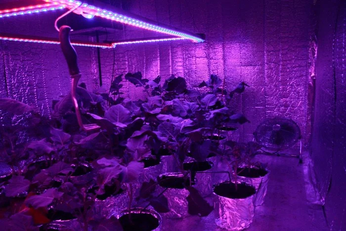 Broccoli plantation under stairs.jpg