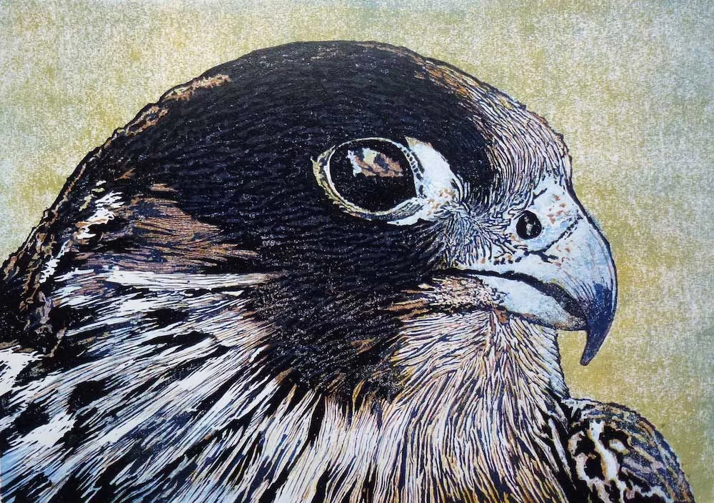 peregrine.jpg