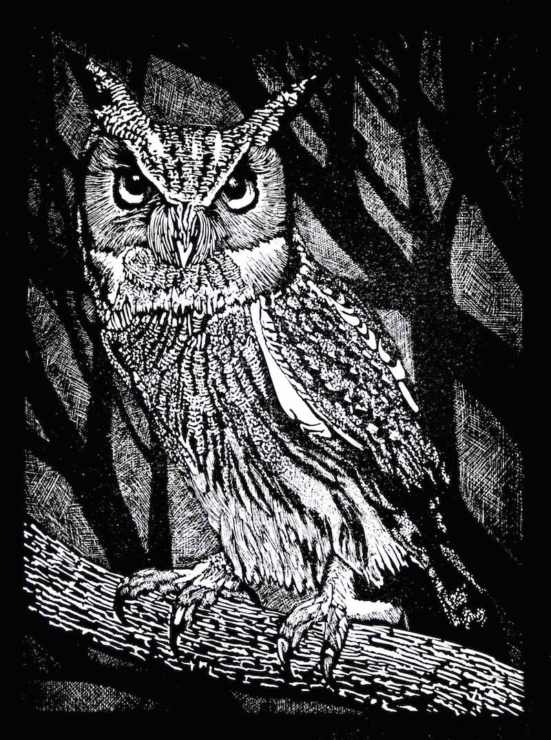 scops-white-faced-owl.jpg