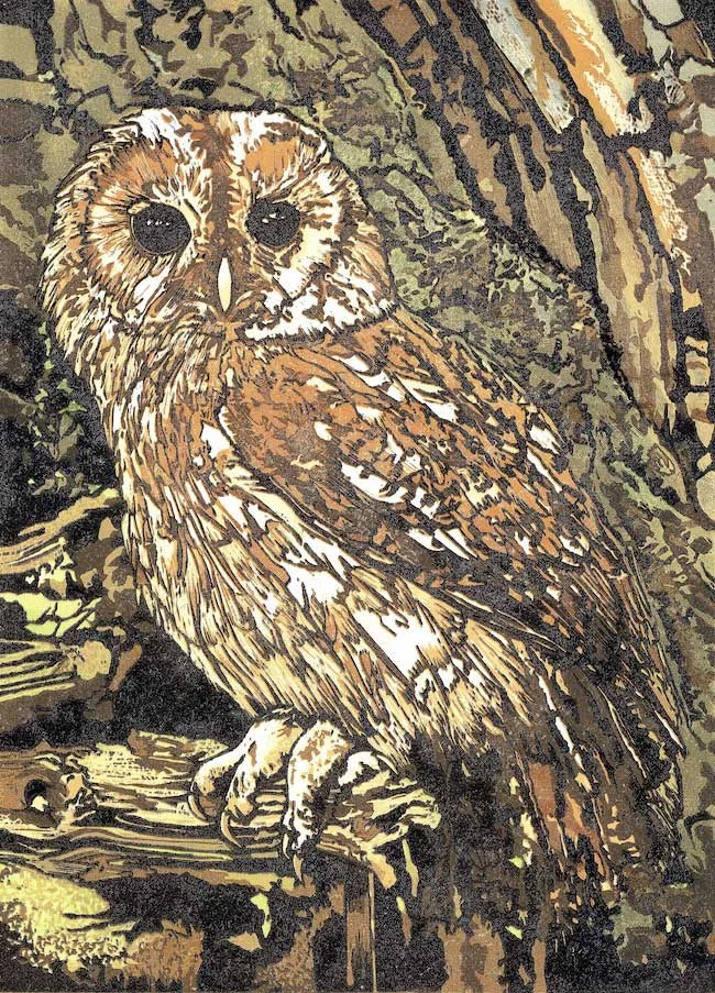 tawny-owl.jpg