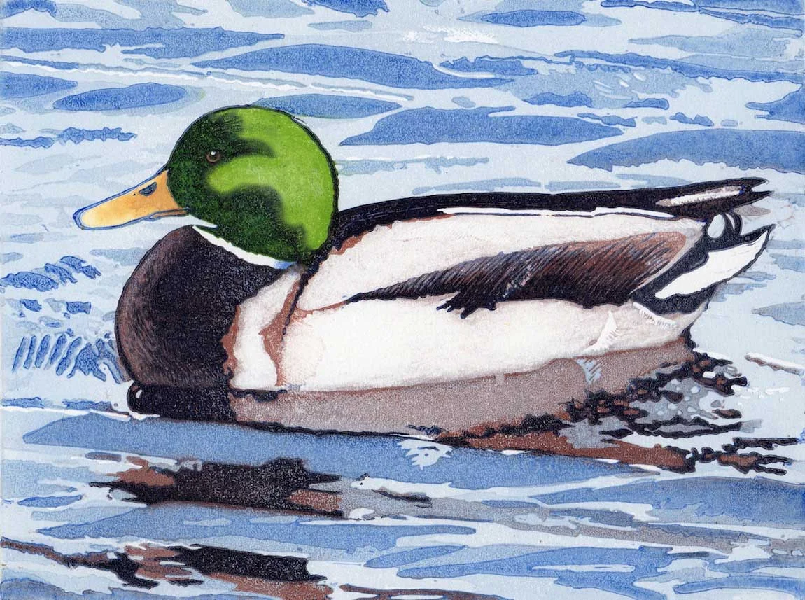 mallard.jpg
