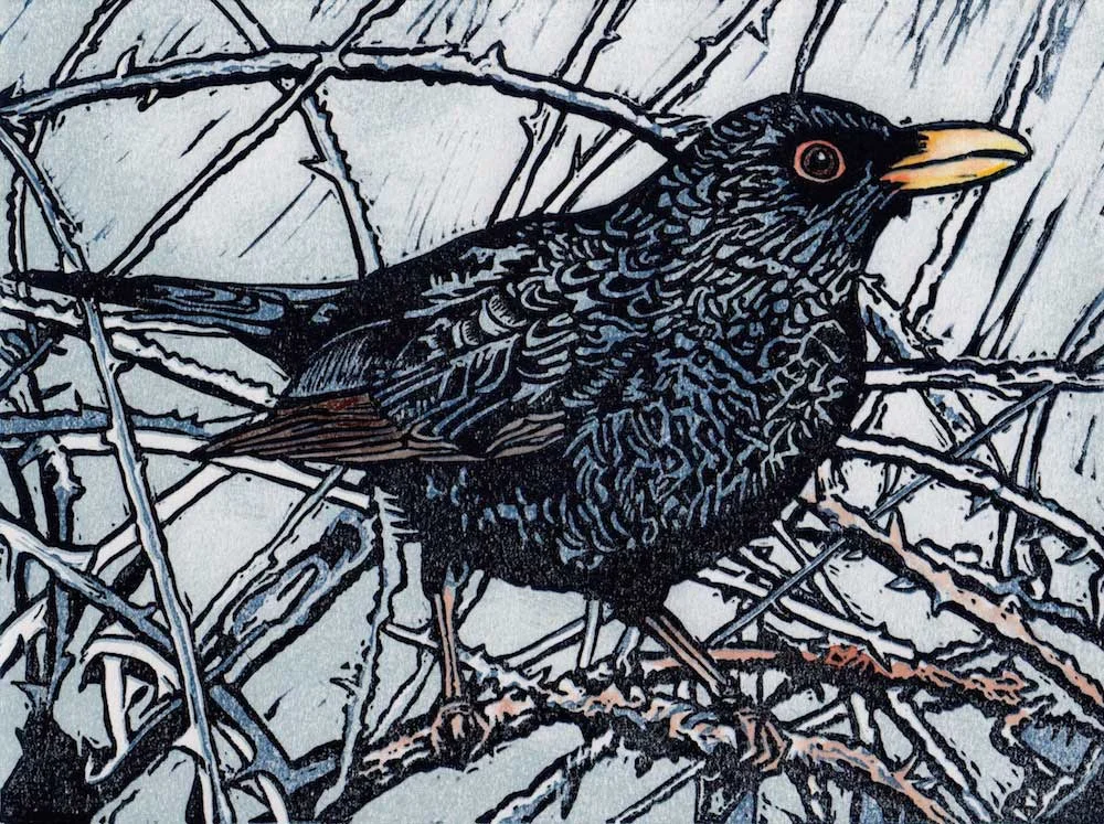 blackbird.jpg