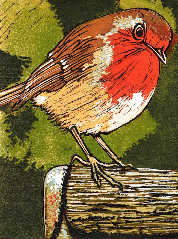 robin.jpg