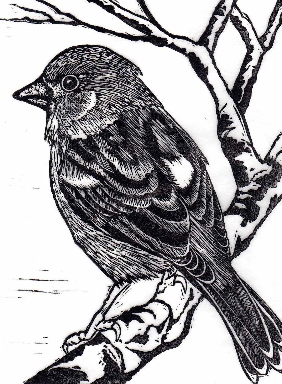 sparrow.jpg