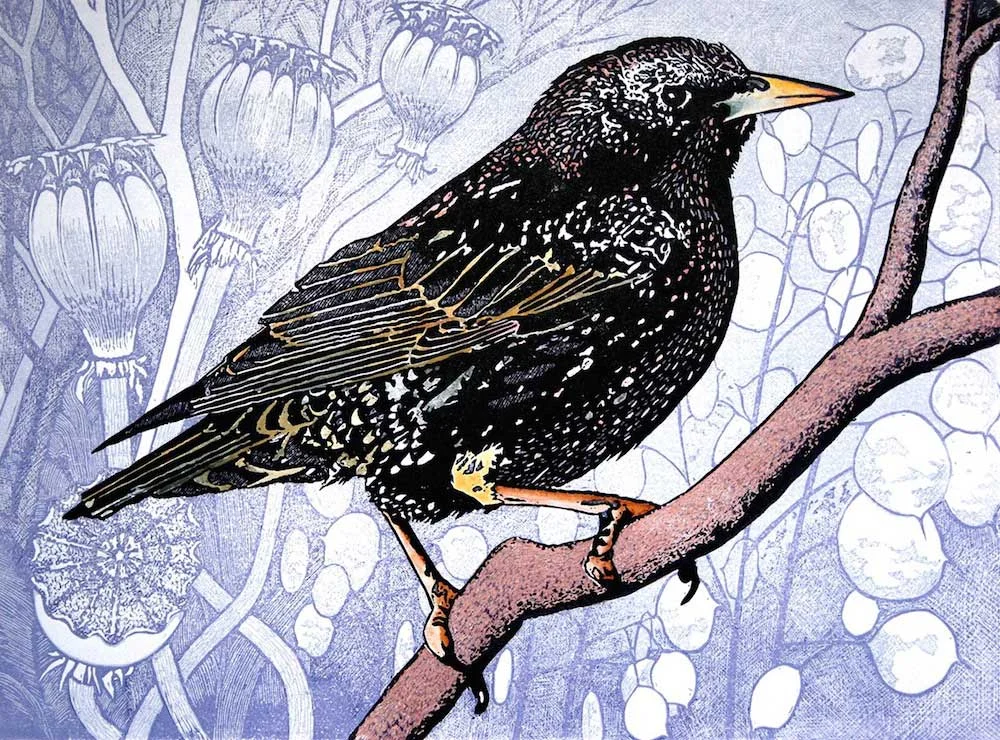 starling.jpg