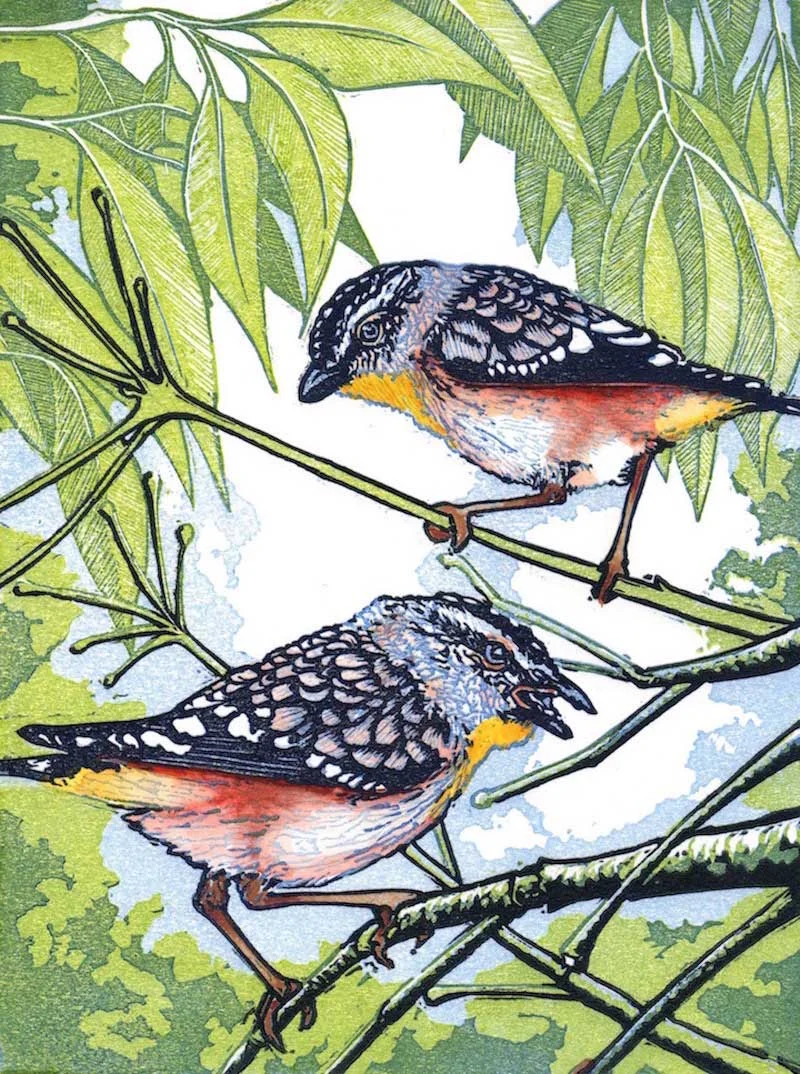 spotted-pardalote.jpg
