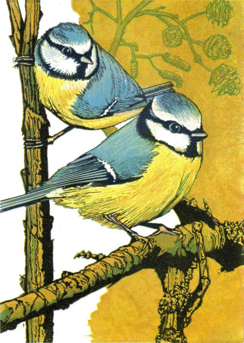 Blue-Tits.jpg