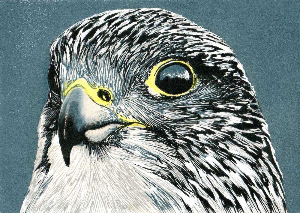 gyr.jpg