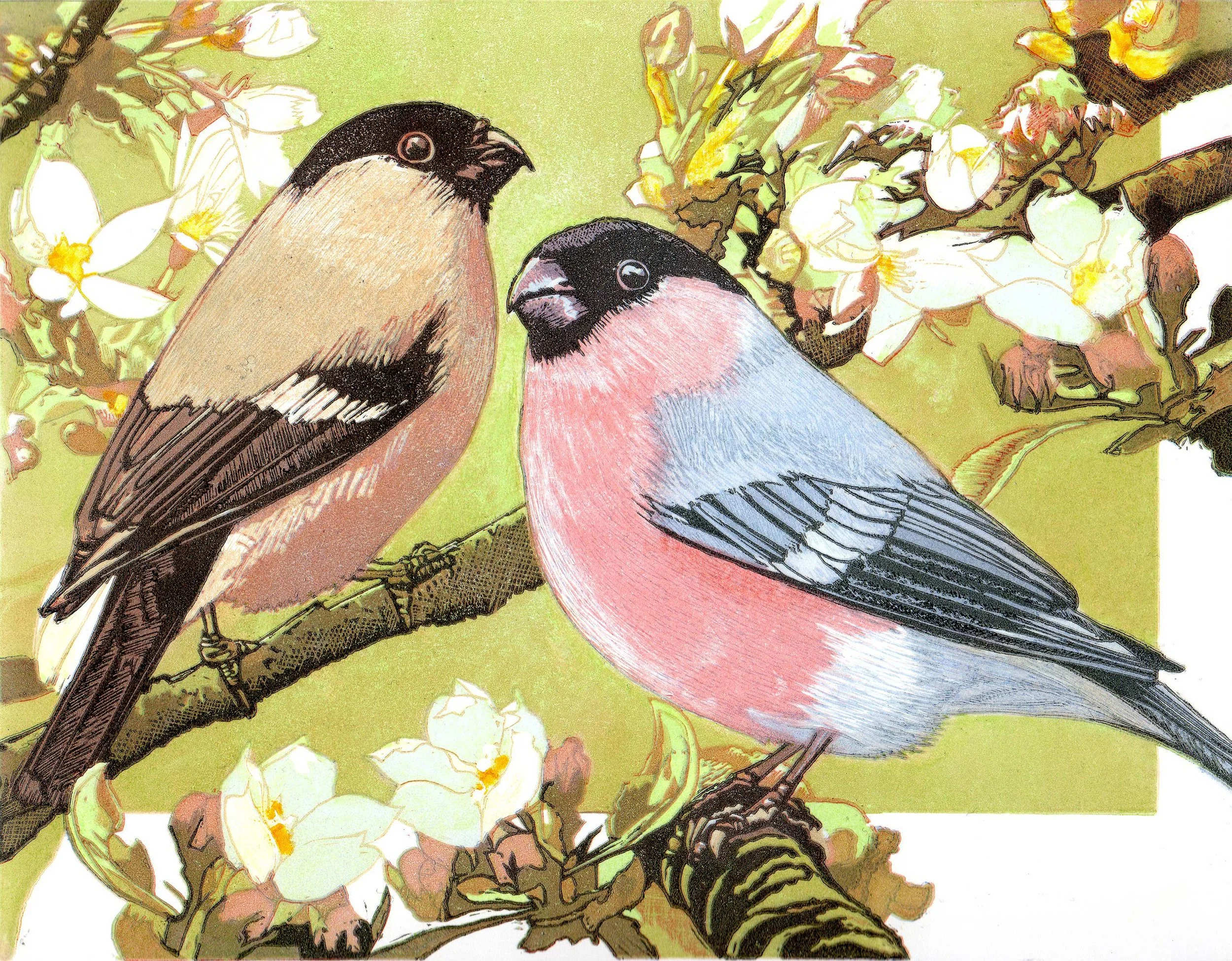 Bullfinches