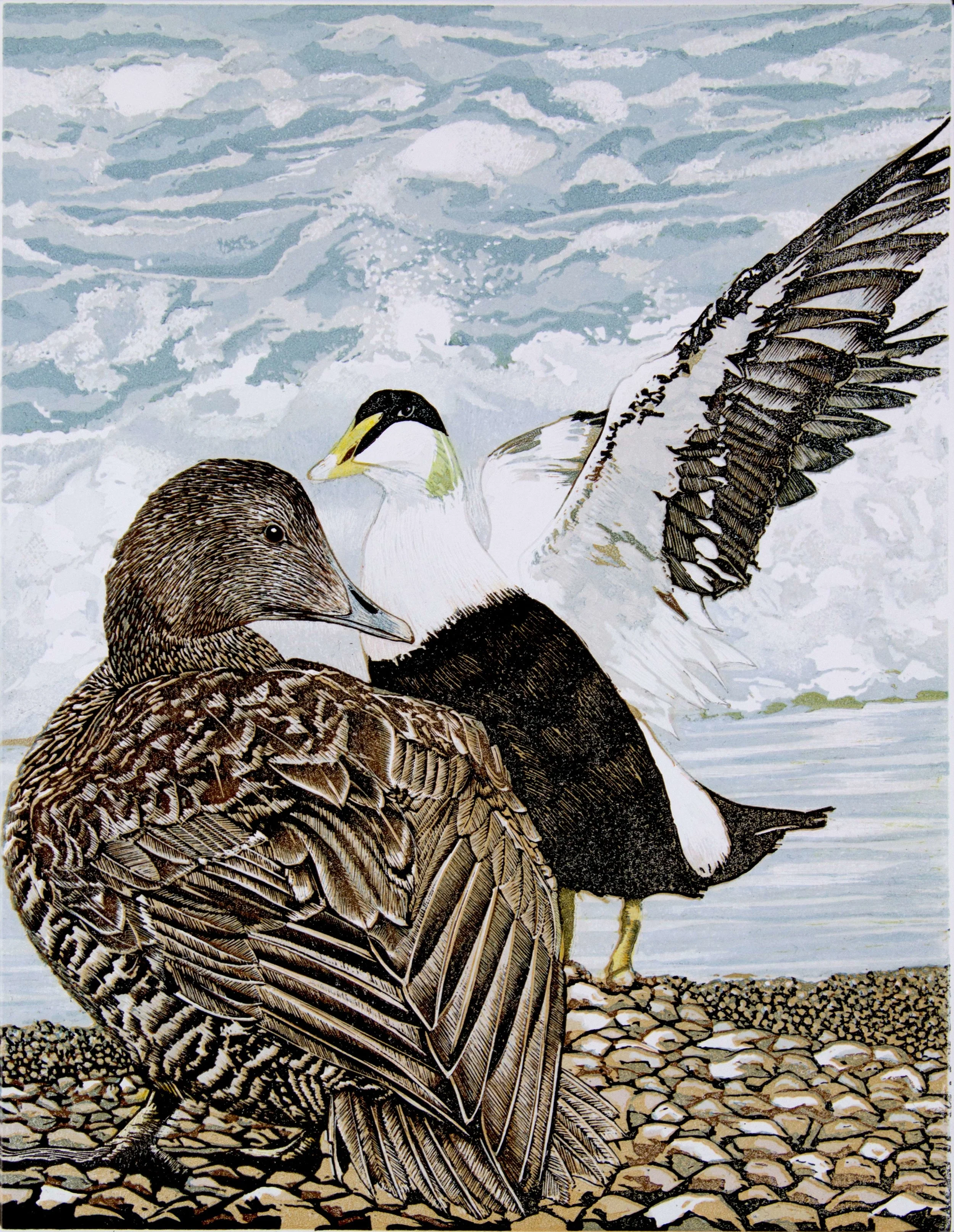 eider-duck-final-version.jpg