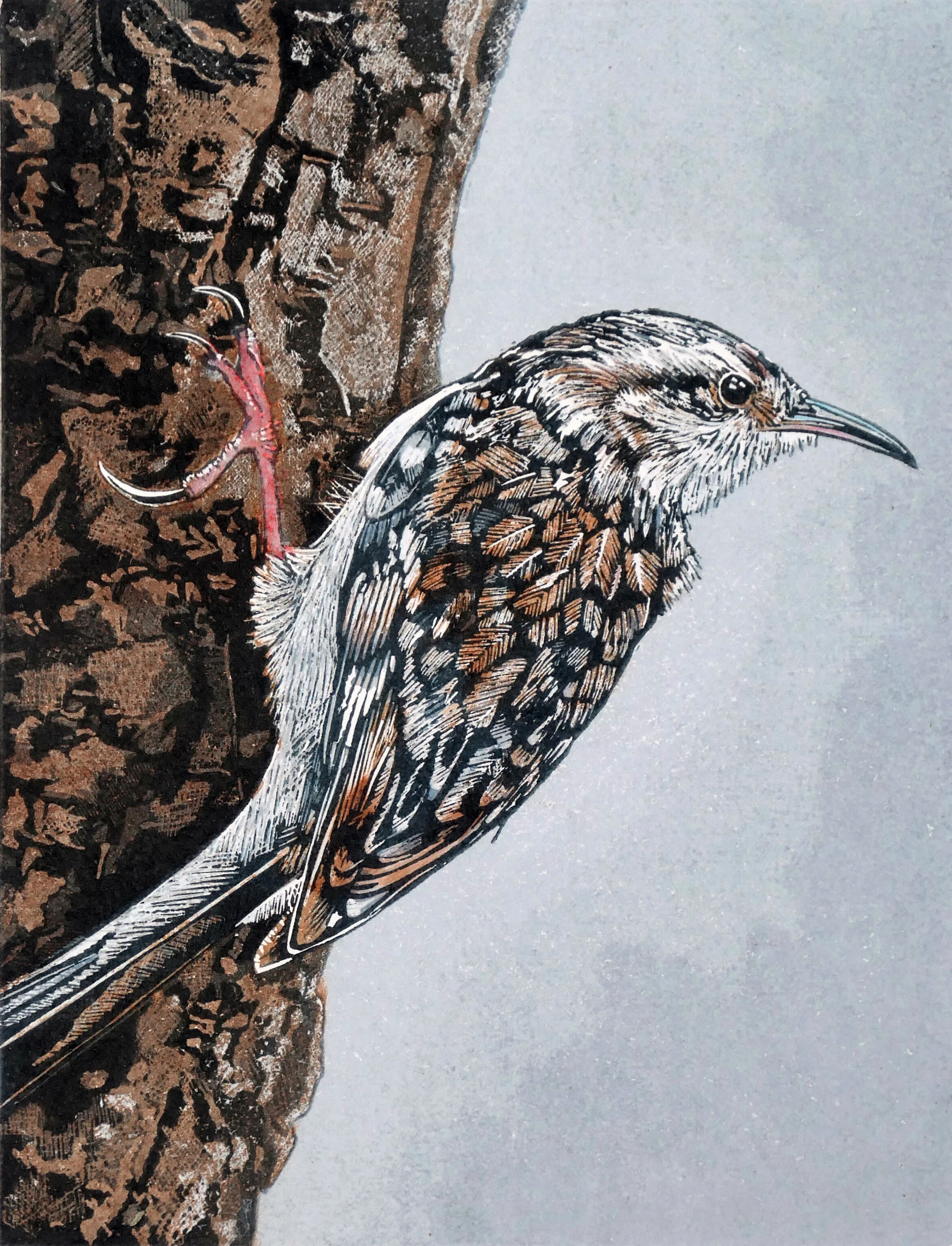 Treecreeper.jpg