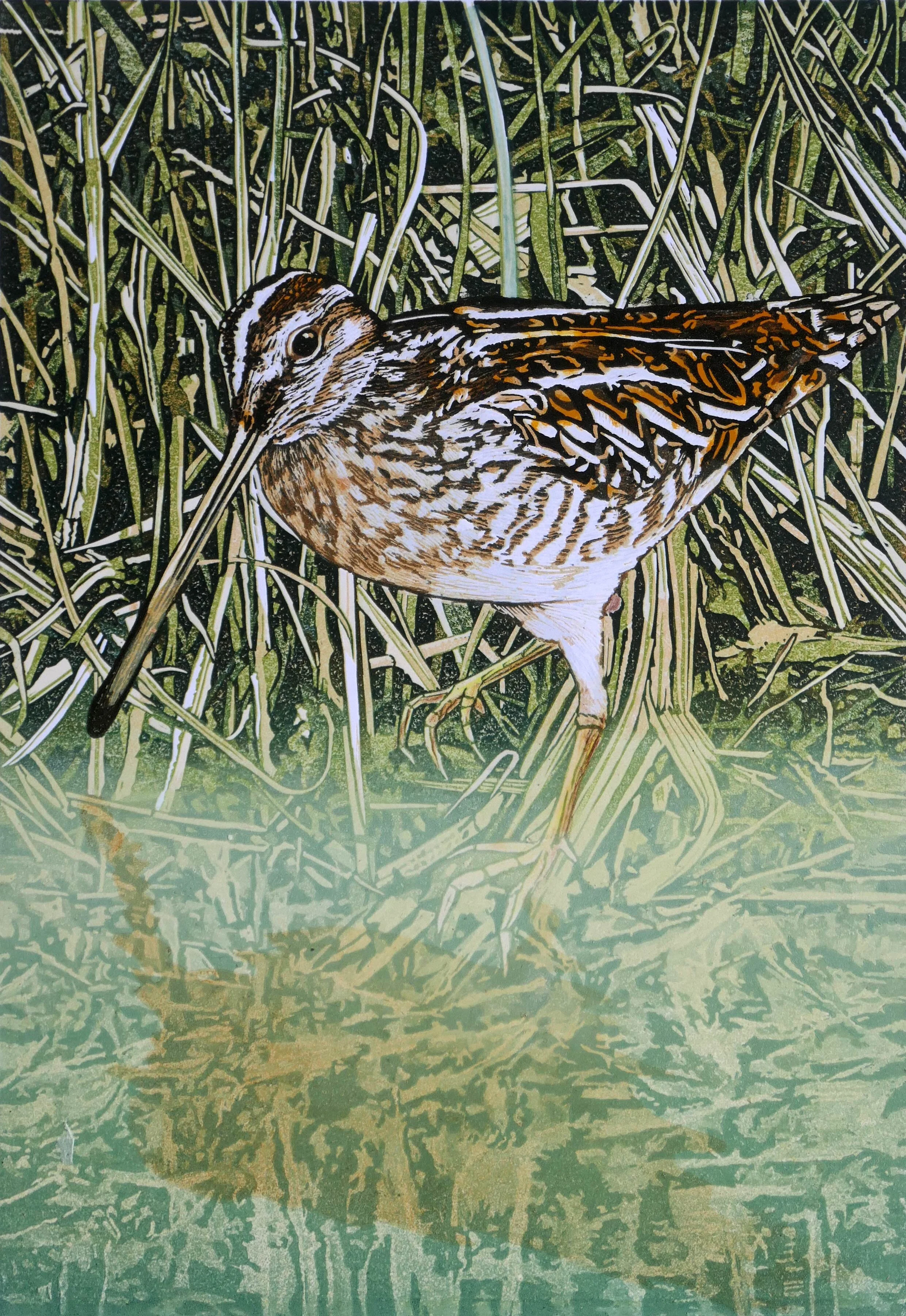 common-snipe.jpg