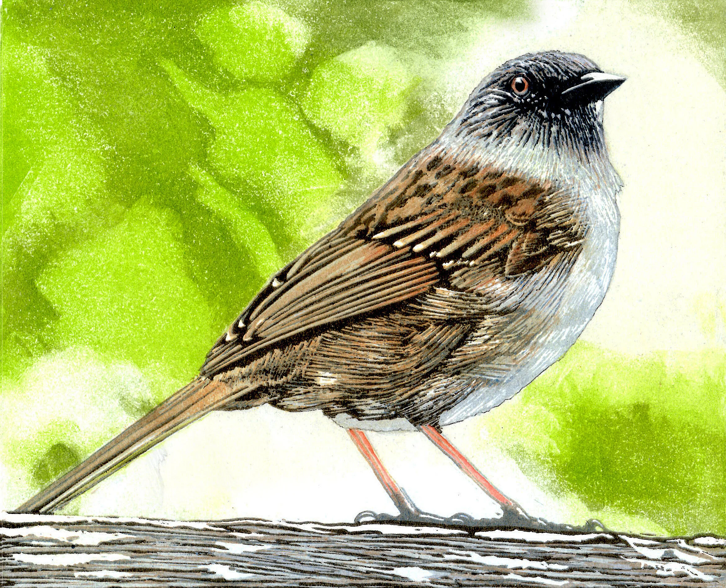 Dunnock print.jpg
