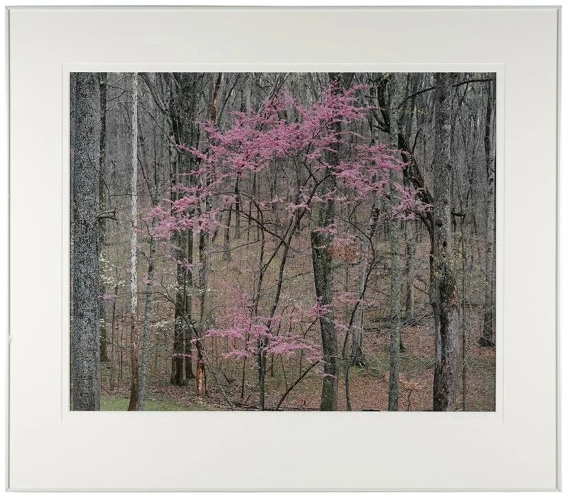 Christopher Burkett Flowering Redbud Signed Cibachrome Print Photograph Kentucky 1991