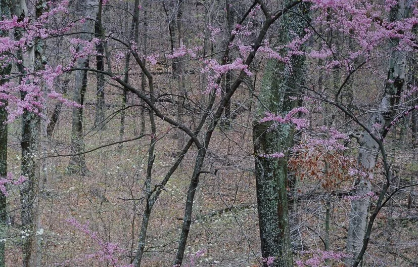 Christopher Burkett Flowering Redbud Signed Cibachrome Print Photograph Kentucky 1991